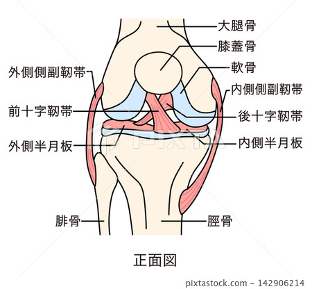 Structure of the knee joint: Front view, ligaments, and structure. Structure of the knee joint: Front view, ligaments, and structure. 142906214
