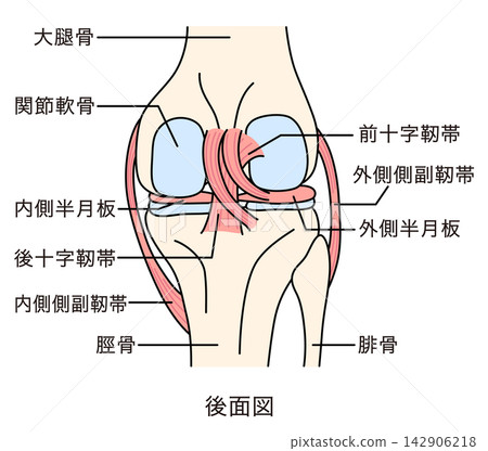 Structure of the knee joint: posterior view, ligaments, and structure. Structure of the knee joint: posterior view, ligaments, and structure. 142906218