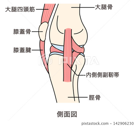 Structure of the knee joint: lateral view, ligaments, and structure. Structure of the knee joint: lateral view, ligaments, and structure. 142906230