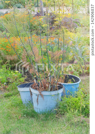 Fennel grows in a pot in a country garden. Fresh fennel in container. Gardening hobby. Sunny day. Fennel grows in a pot in a country garden. Fresh fennel in container. Gardening hobby. Sunny day. 142906837
