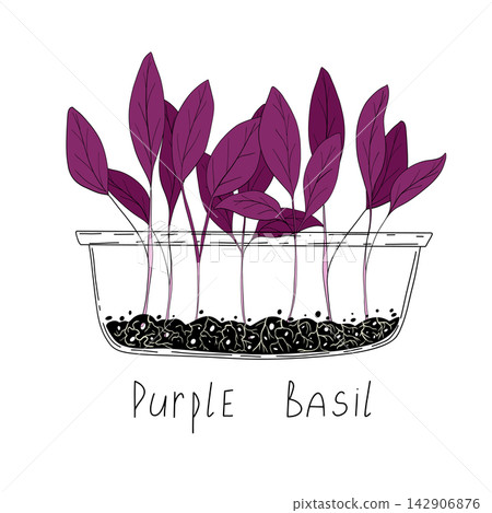 Purple basil micro greens. Organic raw vegan healthy food. Vegan dinner ingredient. Healthy nutrition herb spice vector illustration. Micro greens growning in a transparent container on white Purple basil micro greens. Organic raw vegan healthy food. Vegan dinner ingredient. Healthy nutrition herb spice vector illustration. Micro greens growning in a transparent container on white 142906876