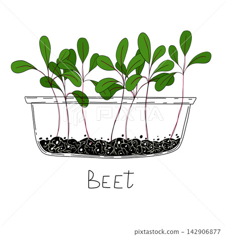 Beet micro greens. Organic raw vegan healthy food. Vegan dinner ingredient. Healthy nutrition herb spice vector illustration. Micro greens growning in a transparent container on white background Beet micro greens. Organic raw vegan healthy food. Vegan dinner ingredient. Healthy nutrition herb spice vector illustration. Micro greens growning in a transparent container on white background 142906877