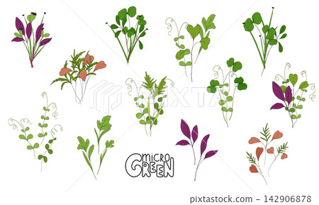 Micro green vector set. Fresh sprouts in transparent box on white background . Edible plants for healthy nutrition. Growing superfood at home. Hand drawn illustration in flat style Micro green vector set. Fresh sprouts in transparent box on white background . Edible plants for healthy nutrition. Growing superfood at home. Hand drawn illustration in flat style 142906878