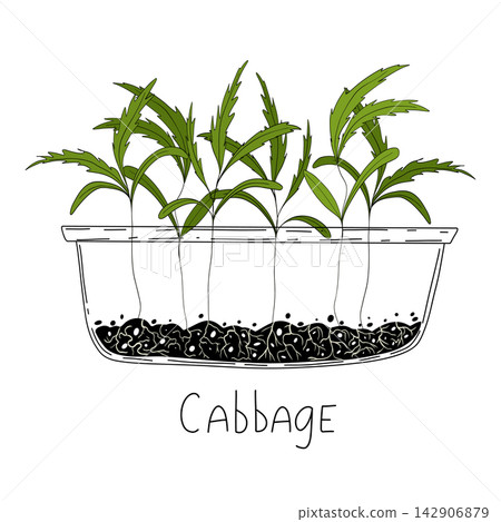 Cabbage micro greens. Organic raw vegan healthy food. Vegan dinner ingredient. Healthy nutrition herb spice vector illustration. Micro greens growning in a transparent container on white background Cabbage micro greens. Organic raw vegan healthy food. Vegan dinner ingredient. Healthy nutrition herb spice vector illustration. Micro greens growning in a transparent container on white background 142906879