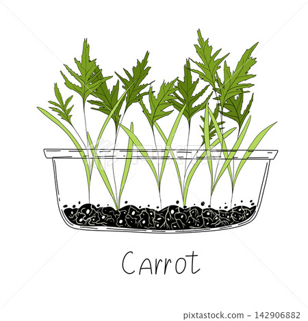Carrot micro greens. Organic raw vegan healthy food. Vegan dinner ingredient. Healthy nutrition herb spice vector illustration. Micro greens growning in a transparent container on white background Carrot micro greens. Organic raw vegan healthy food. Vegan dinner ingredient. Healthy nutrition herb spice vector illustration. Micro greens growning in a transparent container on white background 142906882