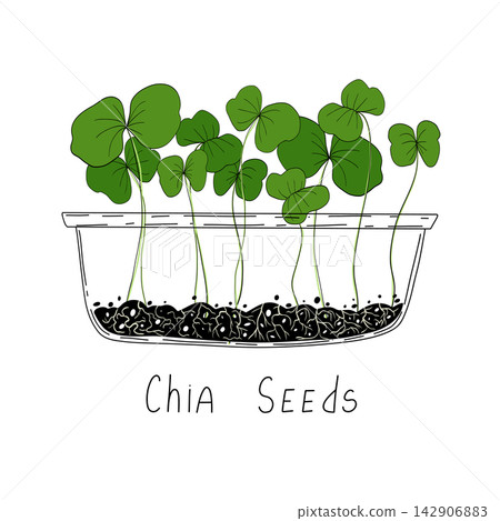 Chia micro greens. Organic raw vegan healthy food. Vegan dinner ingredient. Healthy nutrition herb spice vector illustration. Micro greens growning in a transparent container on white background Chia micro greens. Organic raw vegan healthy food. Vegan dinner ingredient. Healthy nutrition herb spice vector illustration. Micro greens growning in a transparent container on white background 142906883