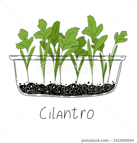 Cilantro micro greens. Organic raw vegan healthy food. Vegan dinner ingredient. Healthy nutrition herb spice vector illustration. Micro greens growning in a transparent container on white background  142906884