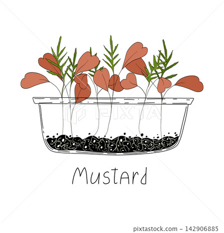Mustard micro greens. Organic raw vegan healthy food. Vegan dinner ingredient. Healthy nutrition herb spice vector illustration. Micro greens growning in a transparent container on white background Mustard micro greens. Organic raw vegan healthy food. Vegan dinner ingredient. Healthy nutrition herb spice vector illustration. Micro greens growning in a transparent container on white background 142906885