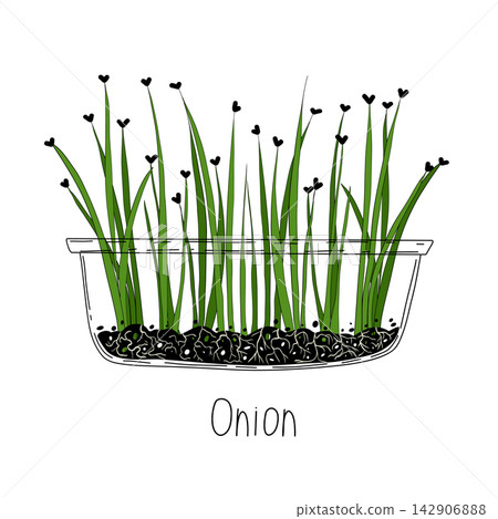 Onion sprout vector illustration. Micro greens growning in a transparent container. Fresh cooking ingredients isolated on a white background. Young green germinating onion sprouts for logo, print Onion sprout vector illustration. Micro greens growning in a transparent container. Fresh cooking ingredients isolated on a white background. Young green germinating onion sprouts for logo, print 142906888