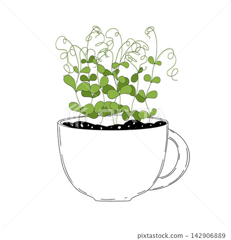 Pea shoots sprout vector illustration. Micro greens growning in a mug. Fresh cooking ingredients isolated on a white background. Young green germinating pea sprouts for logo, print, design Pea shoots sprout vector illustration. Micro greens growning in a mug. Fresh cooking ingredients isolated on a white background. Young green germinating pea sprouts for logo, print, design 142906889