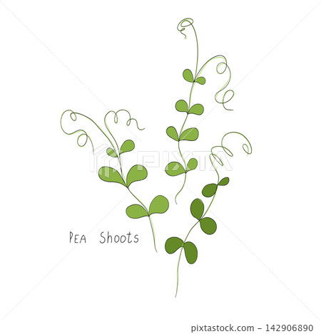 Pea shoots sprout vector illustration. Micro greens. Fresh cooking ingredients isolated on a white background. Young green germinating pea sprouts for logo, print, design Pea shoots sprout vector illustration. Micro greens. Fresh cooking ingredients isolated on a white background. Young green germinating pea sprouts for logo, print, design 142906890