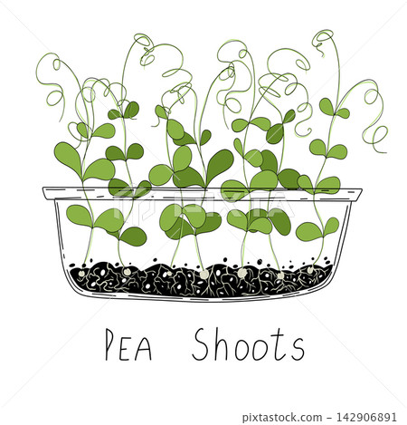 Pea shoots sprout vector illustration. Micro greens growning in a transparent container. Fresh cooking ingredients isolated on a white background. Young green germinating pea sprouts for logo, print Pea shoots sprout vector illustration. Micro greens growning in a transparent container. Fresh cooking ingredients isolated on a white background. Young green germinating pea sprouts for logo, print 142906891