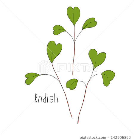 Radish sprout vector illustration. Micro greens stem. Fresh cooking ingredients isolated on a white background. Young green germinating radish sprouts for logo, print, design Radish sprout vector illustration. Micro greens stem. Fresh cooking ingredients isolated on a white background. Young green germinating radish sprouts for logo, print, design 142906893