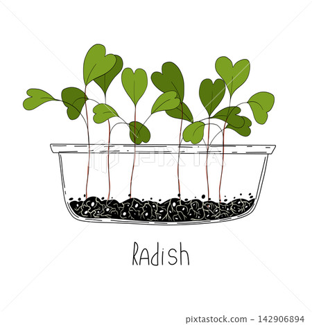 Radish sprout vector illustration. Micro green growing at home in container. Fresh cooking ingredients isolated on a white background. Young green germinating radish sprouts Radish sprout vector illustration. Micro green growing at home in container. Fresh cooking ingredients isolated on a white background. Young green germinating radish sprouts 142906894