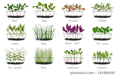 Micro green vector set. Fresh sprouts in transparent box on white background with label. Edible plants for healthy nutrition. Growing superfood at home. Hand drawn illustration in flat style Micro green vector set. Fresh sprouts in transparent box on white background with label. Edible plants for healthy nutrition. Growing superfood at home. Hand drawn illustration in flat style 142906895