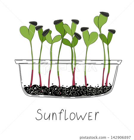 Sunflower sprout vector illustration. Micro green growing at home in container. Fresh cooking ingredients isolated on a white background. Young green germinating sunflower sprouts from sunflower seeds Sunflower sprout vector illustration. Micro green growing at home in container. Fresh cooking ingredients isolated on a white background. Young green germinating sunflower sprouts from sunflower seeds 142906897