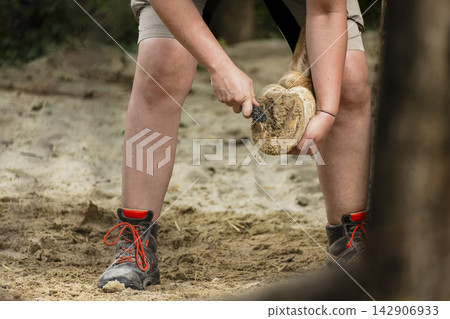 Horse caretaker removing dirt and debris from a horse hoof, illustrating a caring and attentive attitude toward animal well being. 142906933