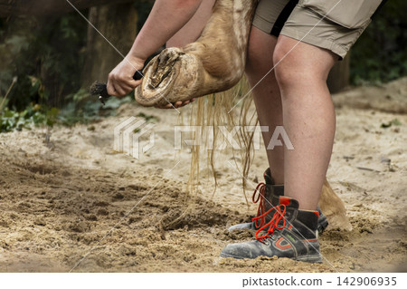 Horse caretaker cleaning a horse hoof, illustrating a caring and attentive attitude toward horses and essential equine care. Horse caretaker cleaning a horse hoof, illustrating a caring and attentive attitude toward horses and essential equine care. 142906935