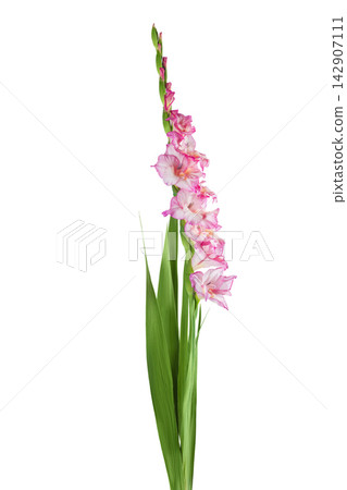 Pink gladiolus flower isolated on white background Pink gladiolus flower isolated on white background 142907111