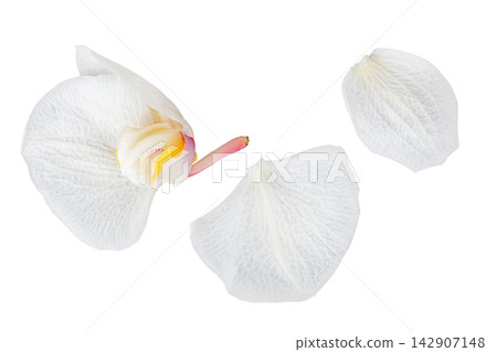 White orchid isolated on white background White orchid isolated on white background 142907148