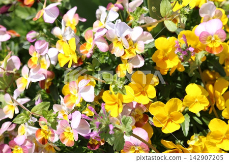Brilliant pansy Brilliant pansy 142907205