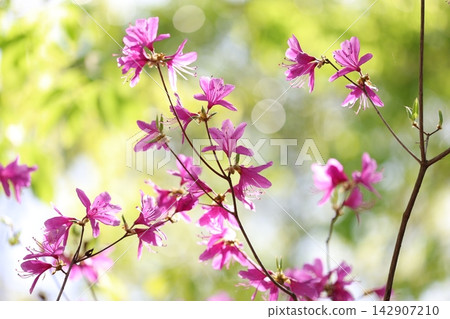 杜鵑花在光線下呈現半透明狀 杜鵑花在光線下呈現半透明狀 142907210