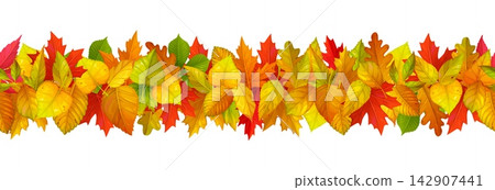 Autumn leaves border, fall season and Thanksgiving foliage separator. Seamless vector decoration garland or banner with red, orange, yellow, brown and green oak, maple, birch and rowan leaves foliage Autumn leaves border, fall season and Thanksgiving foliage separator. Seamless vector decoration garland or banner with red, orange, yellow, brown and green oak, maple, birch and rowan leaves foliage 142907441