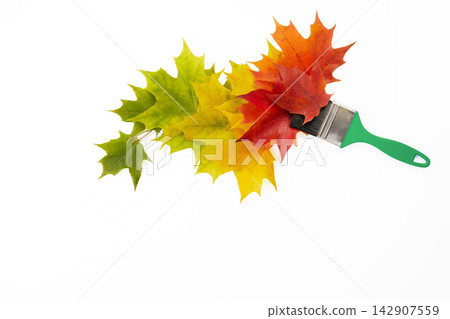 Paintbrush creating autumn maple leaf color transition on white Paintbrush creating autumn maple leaf color transition on white 142907559