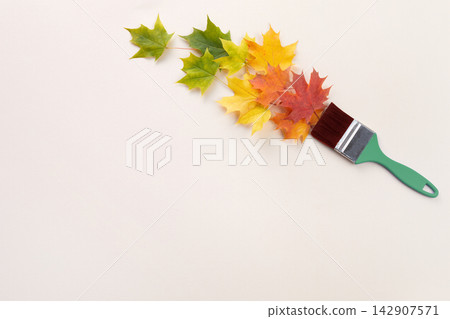Paintbrush creating autumn maple leaves seasonal transition Paintbrush creating autumn maple leaves seasonal transition 142907571