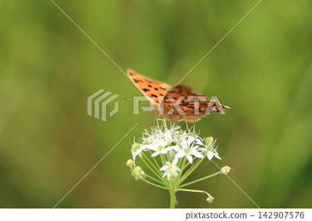 Painted Lady butterfly and Ipheion uniflorum ③ Painted Lady butterfly and Ipheion uniflorum ③ 142907576
