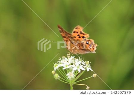 彩蝶(Painted Lady butterfly)和單花伊菲翁蝶(Ipheion uniflorum⑥)。 彩蝶(Painted Lady butterfly)和單花伊菲翁蝶(Ipheion uniflorum⑥)。 142907579