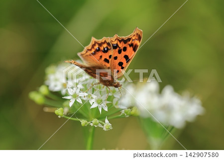 Painted Lady butterfly and Ipheion uniflorum (7) Painted Lady butterfly and Ipheion uniflorum (7) 142907580