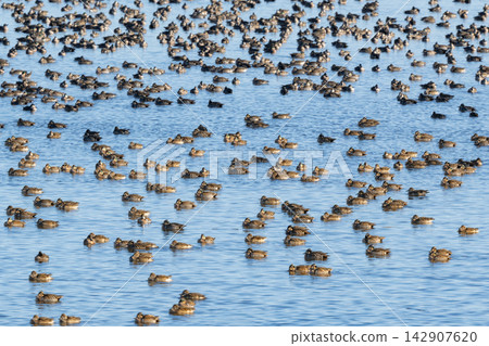 A flock of Baikal Teal overwintering in Lake Inbanuma. Featuring the beautiful tomoe-patterned males and the large flocks that have recently attracted attention, these bird photographs are perfect for field guides and columns. A flock of Baikal Teal overwintering in Lake Inbanuma. Featuring the beautiful tomoe-patterned males and the large flocks that have recently attracted attention, these bird photographs are perfect for field guides and columns. 142907620