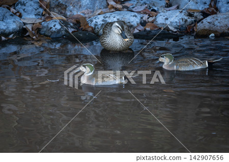 A flock of Baikal Teal overwintering in Japan. Featuring the beautiful tomoe pattern of the males and the large flocks that have recently attracted attention, these wild bird photographs are perfect for field guides and columns. A flock of Baikal Teal overwintering in Japan. Featuring the beautiful tomoe pattern of the males and the large flocks that have recently attracted attention, these wild bird photographs are perfect for field guides and columns. 142907656