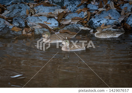 A flock of Baikal Teal overwintering in Japan. Featuring the beautiful tomoe pattern of the males and the large flocks that have recently attracted attention, these wild bird photographs are perfect for field guides and columns. A flock of Baikal Teal overwintering in Japan. Featuring the beautiful tomoe pattern of the males and the large flocks that have recently attracted attention, these wild bird photographs are perfect for field guides and columns. 142907657
