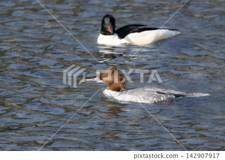 A wild male Common Merganser swimming in Kyoto's Kamo River. A beautiful waterside scene, perfect as a photographic resource for winter bird guides and travel columns. 142907917