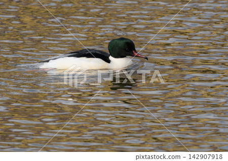 A wild male Common Merganser swimming in Kyoto's Kamo River. A beautiful waterside scene, perfect as a photographic resource for winter bird guides and travel columns. A wild male Common Merganser swimming in Kyoto's Kamo River. A beautiful waterside scene, perfect as a photographic resource for winter bird guides and travel columns. 142907918