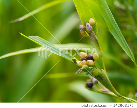 The lovely Job's tears flowers begin to bloom in the hot and humid month of September. 142908175