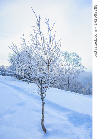 樹木披著霜，矗立在銀色的雪原中，構成了一幅精緻的冬季樹木景觀。 142908289