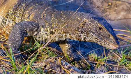 Water Monitor, Varanus niloticus, Chobe River, Chobe National Park, Botswana, Africa Water Monitor, Varanus niloticus, Chobe River, Chobe National Park, Botswana, Africa 142908474