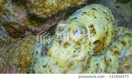Octopus, Red Sea Octopus, Red Sea 142908475