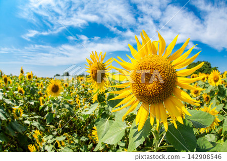A field of sunflowers in full bloom stretches out beneath a blue sky and white clouds, creating a beautiful summer scene. A field of sunflowers in full bloom stretches out beneath a blue sky and white clouds, creating a beautiful summer scene. 142908546