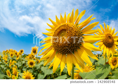 A field of sunflowers in full bloom stretches out beneath a blue sky and white clouds, creating a beautiful summer scene. A field of sunflowers in full bloom stretches out beneath a blue sky and white clouds, creating a beautiful summer scene. 142908548