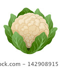 cauli flower vegetable food cooking icon 142908915