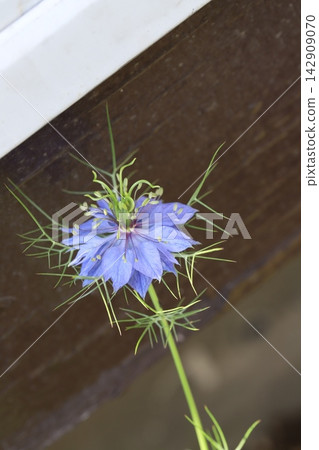 Blue nigella flowers blooming in the spring garden. Blue nigella flowers blooming in the spring garden. 142909070