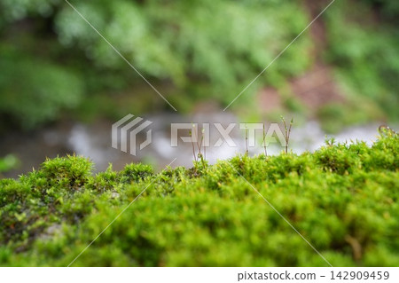 長在苔蘚上的苔蘚 長在苔蘚上的苔蘚 142909459