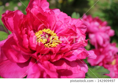 Peony ~ ~ ✿Peony✿ ~ ~ Peony ~ ~ ✿Peony✿ ~ ~ 142909497