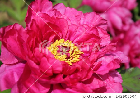 Peony ~ ~ ✿Peony✿ ~ ~ Peony ~ ~ ✿Peony✿ ~ ~ 142909504