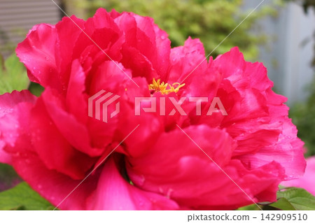 Peony ~ ~ ✿Peony✿ ~ ~ Peony ~ ~ ✿Peony✿ ~ ~ 142909510