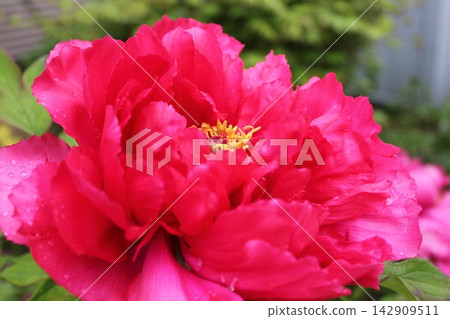 Peony ~ ~ ✿Peony✿ ~ ~ Peony ~ ~ ✿Peony✿ ~ ~ 142909511
